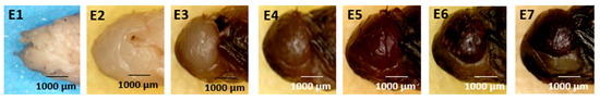 Forensicsci 05 00010 g005