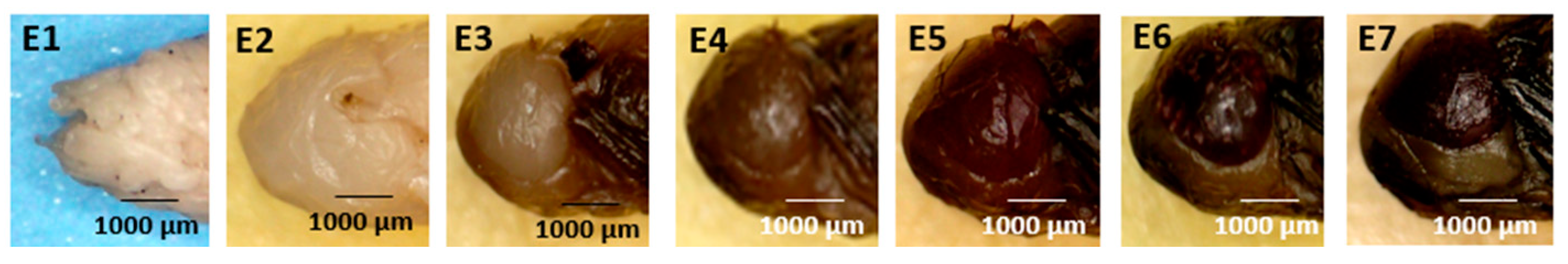 Forensicsci 05 00010 g005 Forensicsci 05 00010 g005