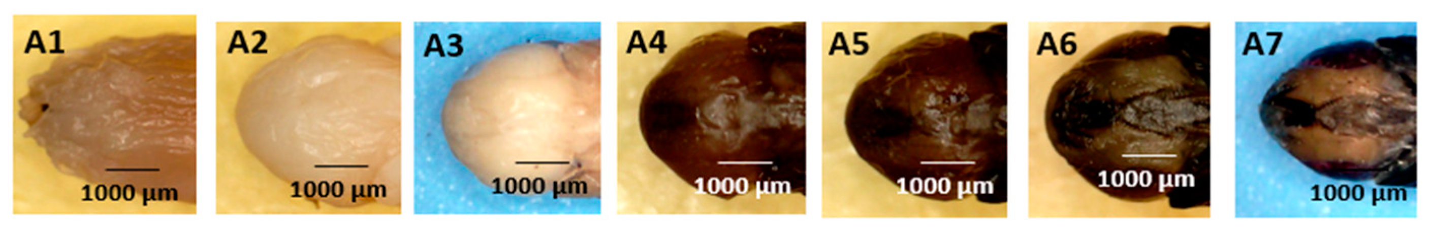 Forensicsci 05 00010 g006 Forensicsci 05 00010 g006