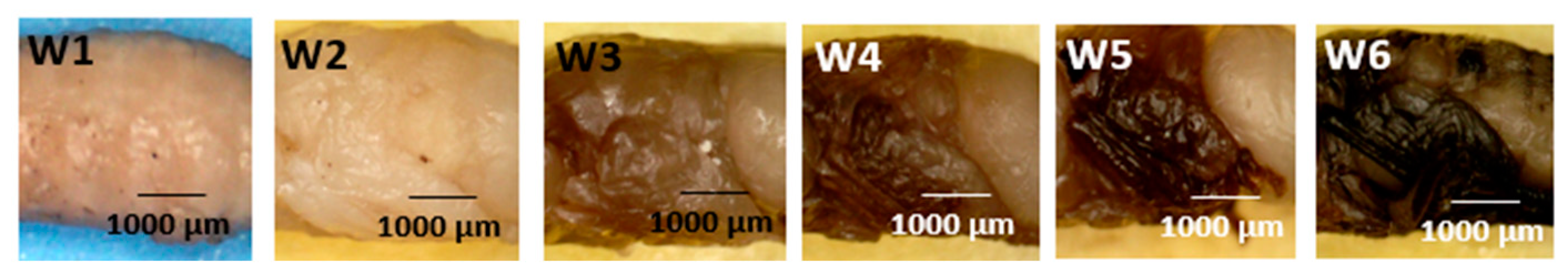 Forensicsci 05 00010 g007 Forensicsci 05 00010 g007