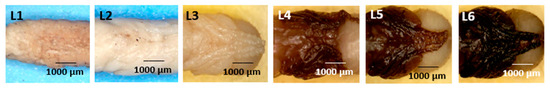 Forensicsci 05 00010 g008