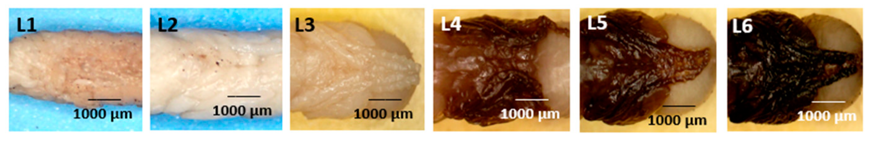 Forensicsci 05 00010 g008 Forensicsci 05 00010 g008