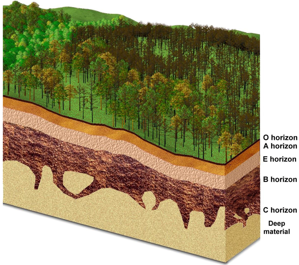 Forests 01 00082 g004 1024