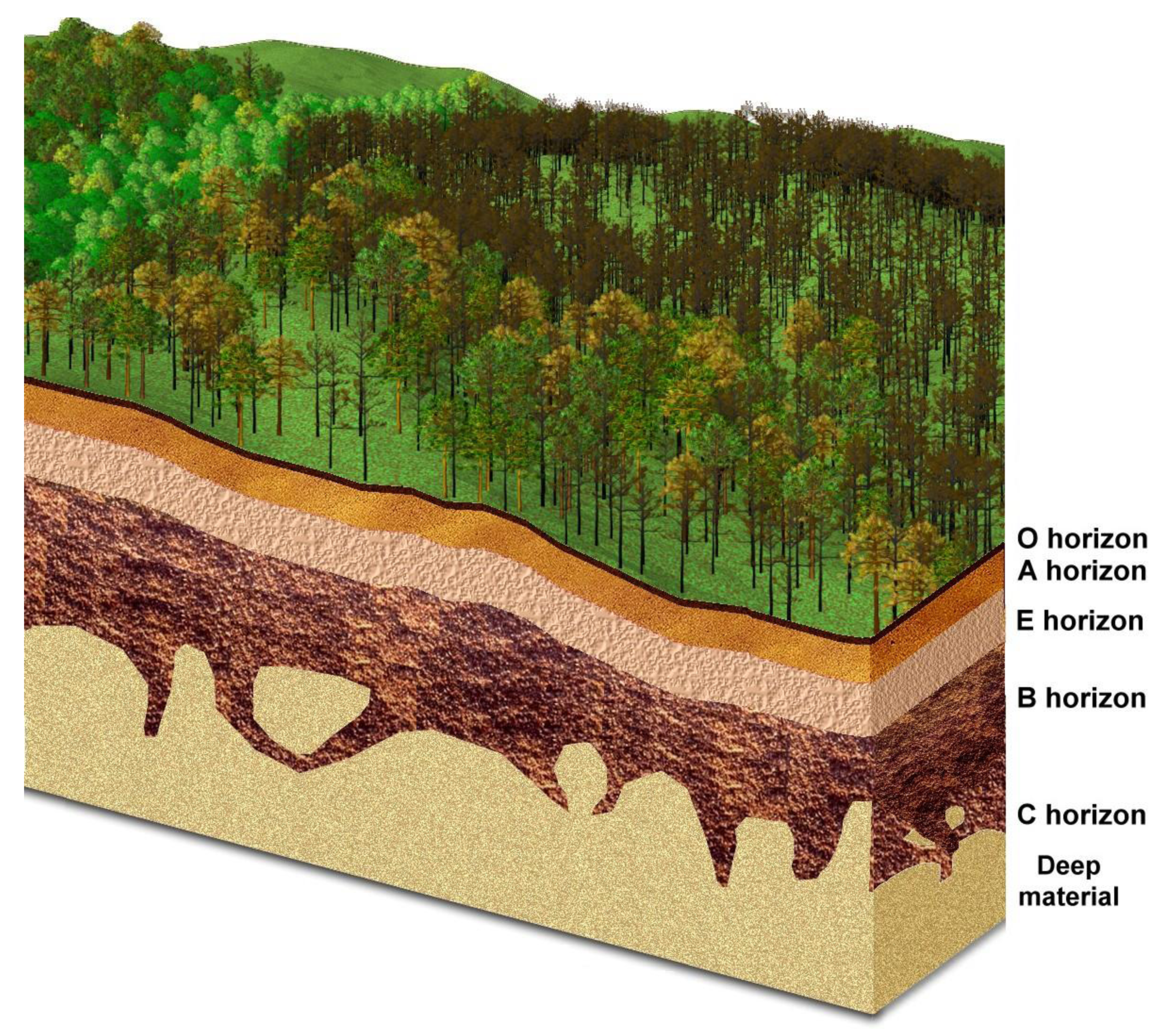 Forests 01 00082 g004
