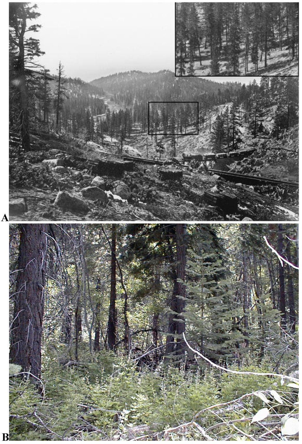 Forests 01 00131 g001 1024