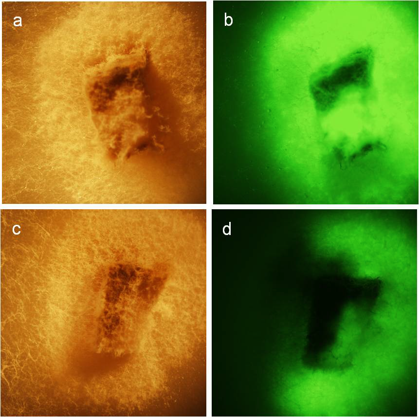 Forests 03 00083 g002 1024