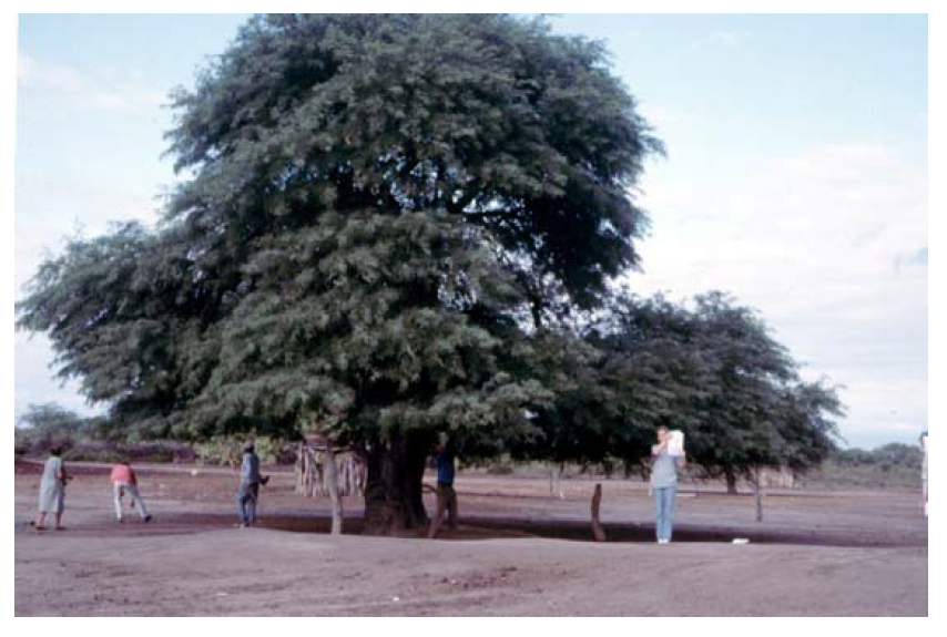 Forests 03 00095 g001 1024