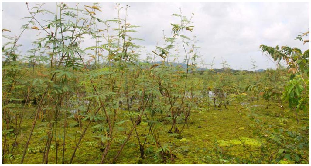 Forests 03 00997 g002 1024