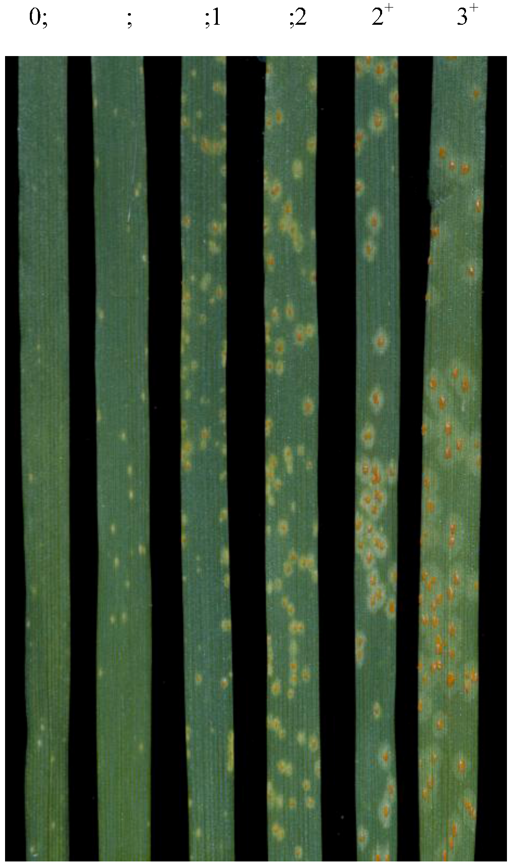 Forests 04 00070 g003 1024