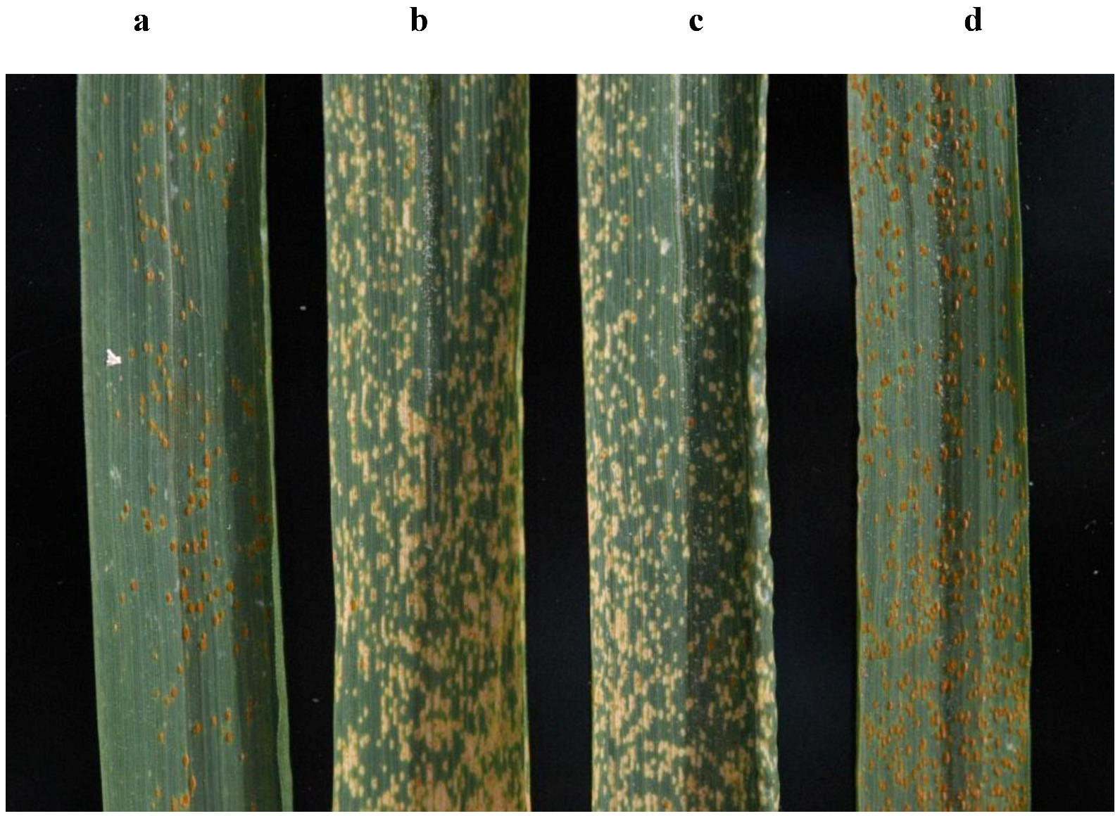 Forests 04 00070 g006