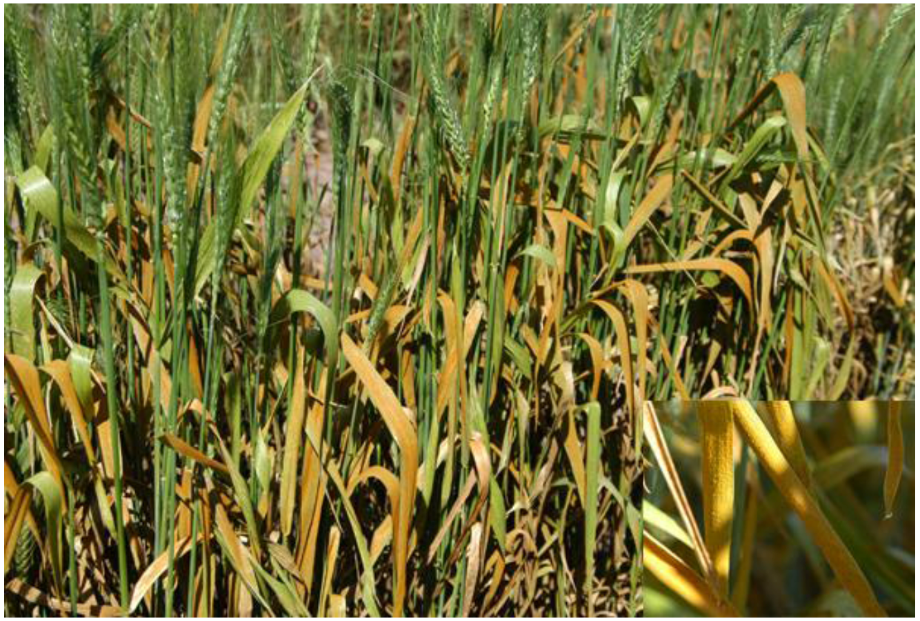 Forests 04 00070 g007