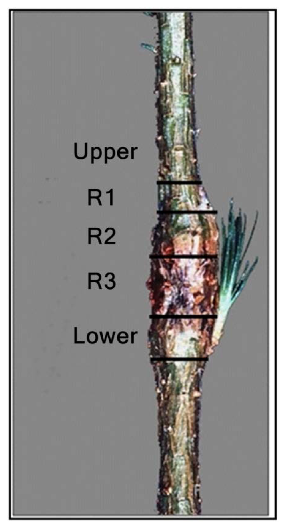 Forests 04 00319 g001