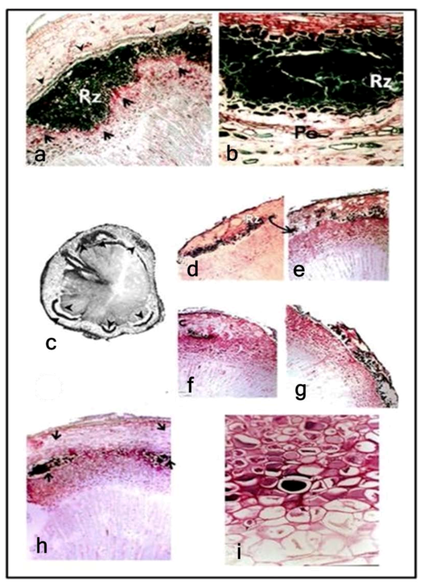 Forests 04 00319 g002