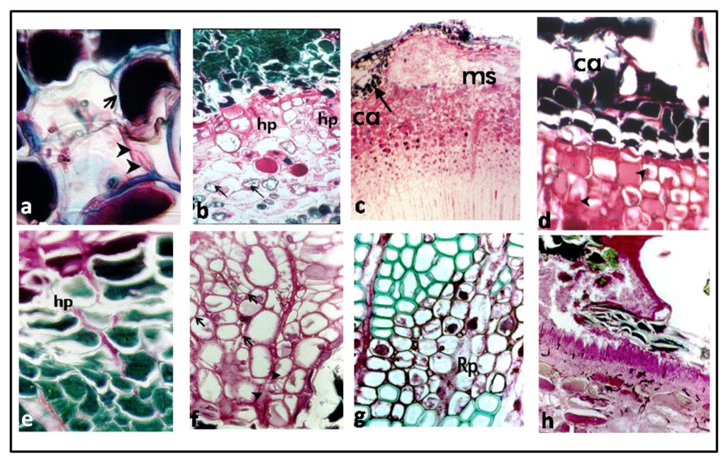 Forests 04 00319 g003 1024