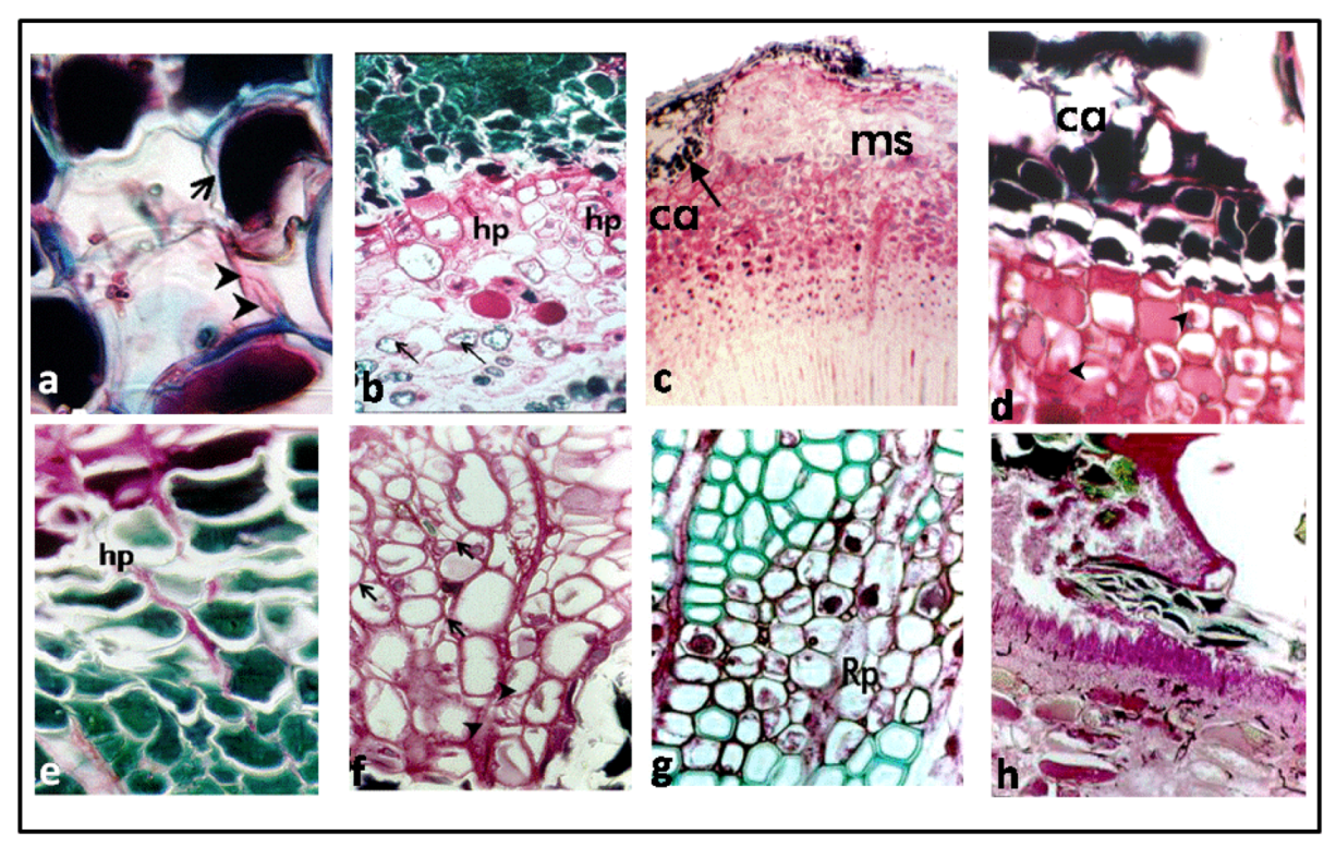 Forests 04 00319 g003