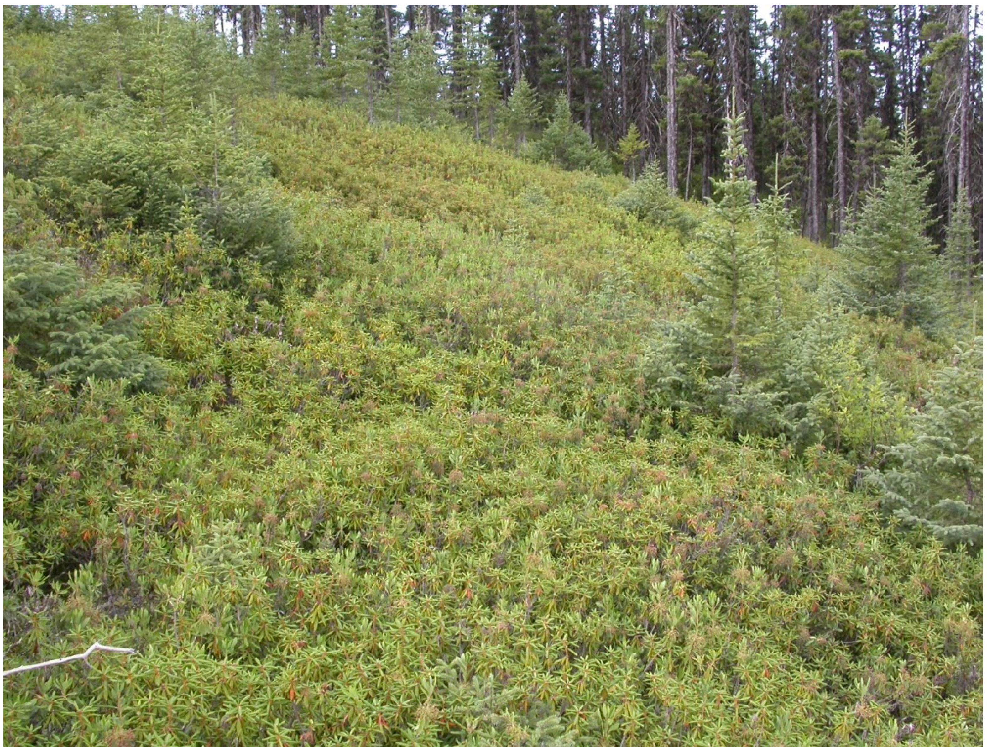 Forests 04 00613 g001