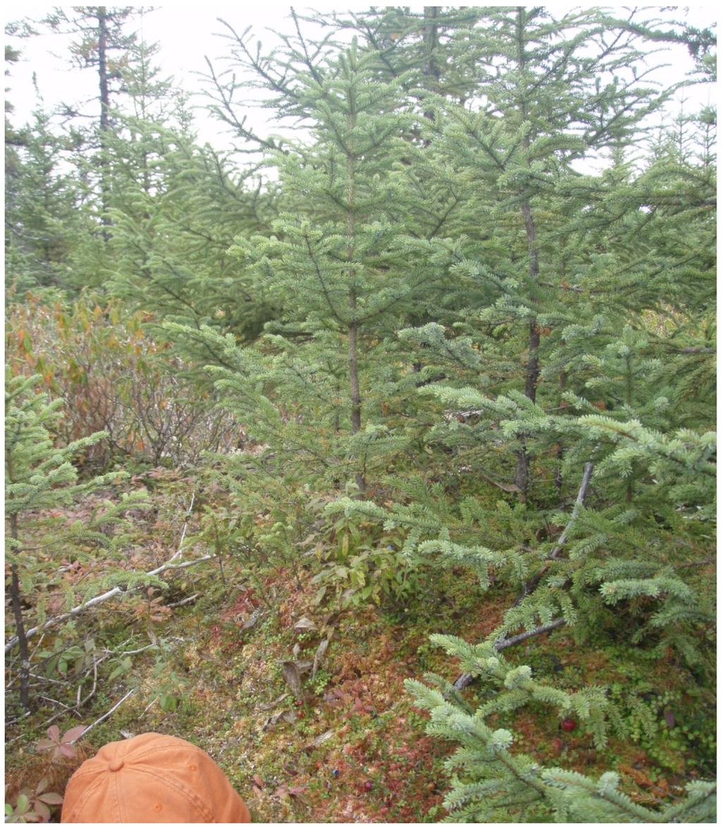 Forests 04 00613 g002 1024