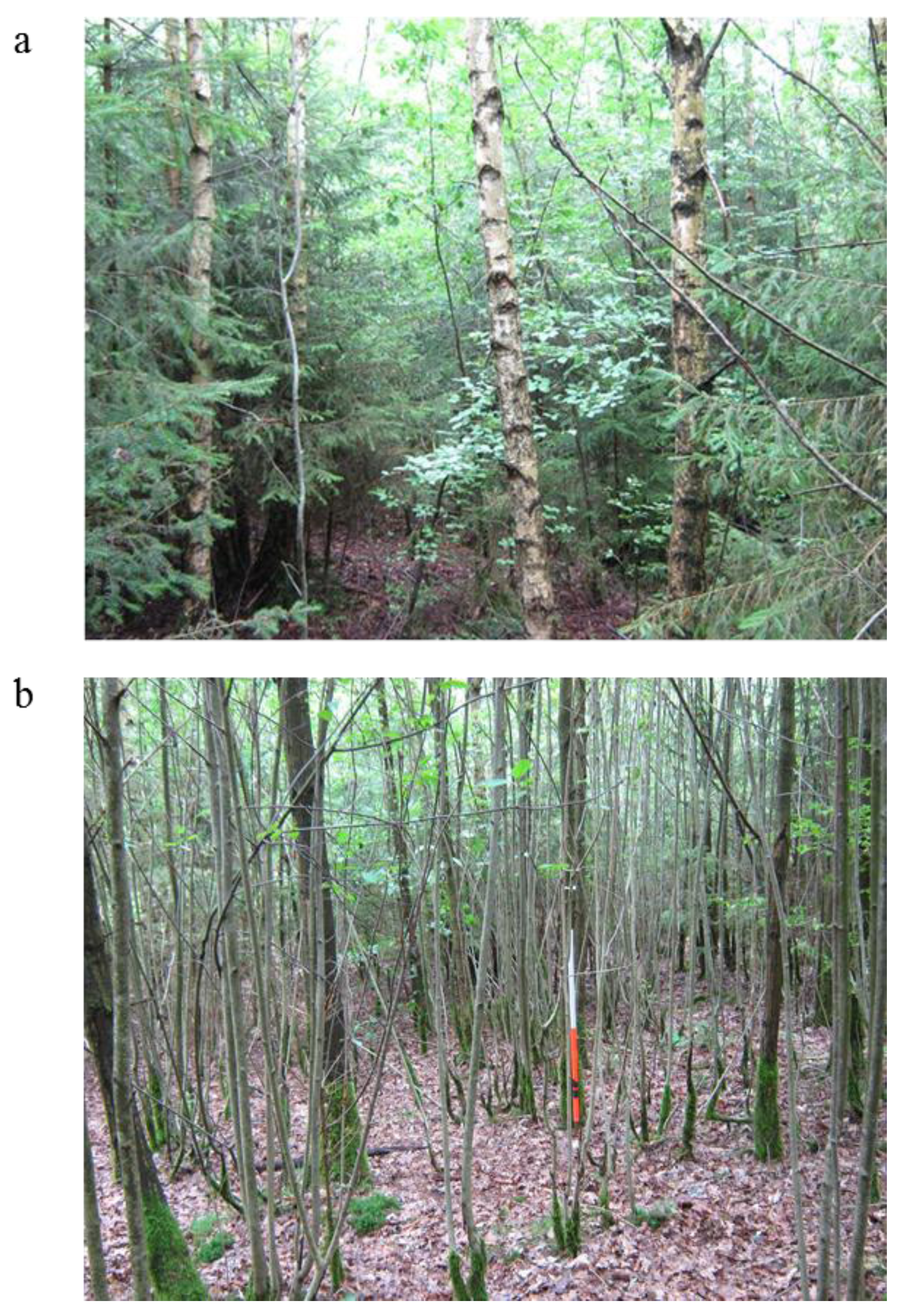 Forests 04 00650 g008