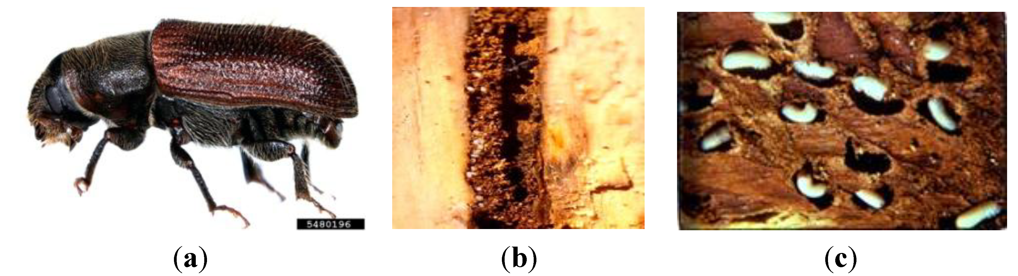 Forests 05 00021 g002