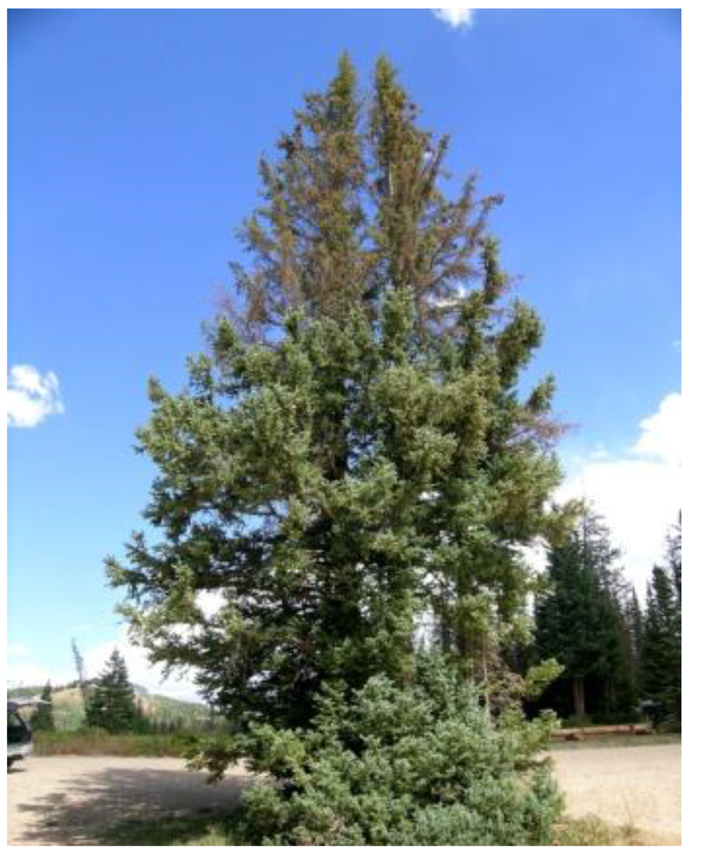 Forests 05 00021 g004 1024