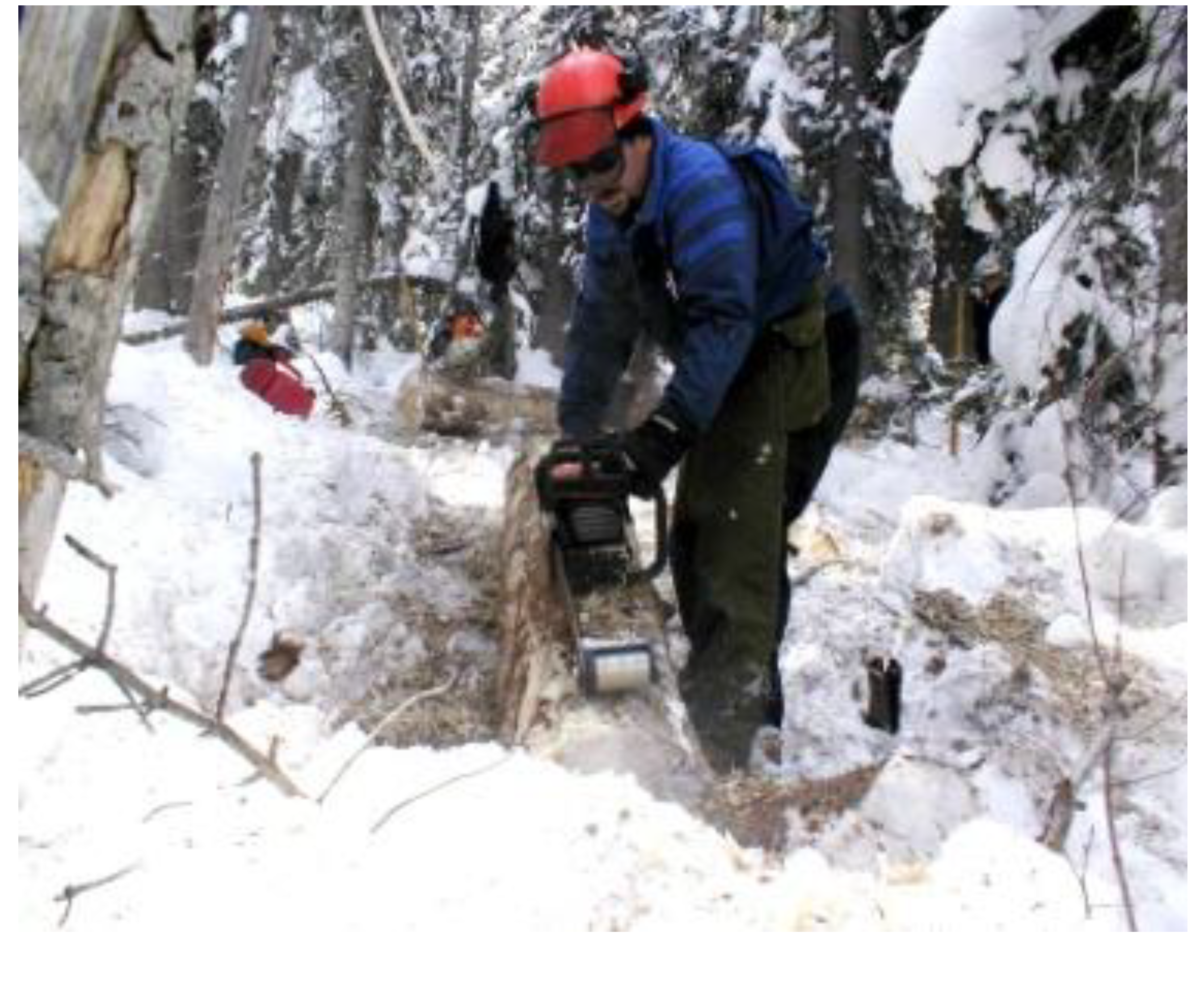 Forests 05 00021 g006