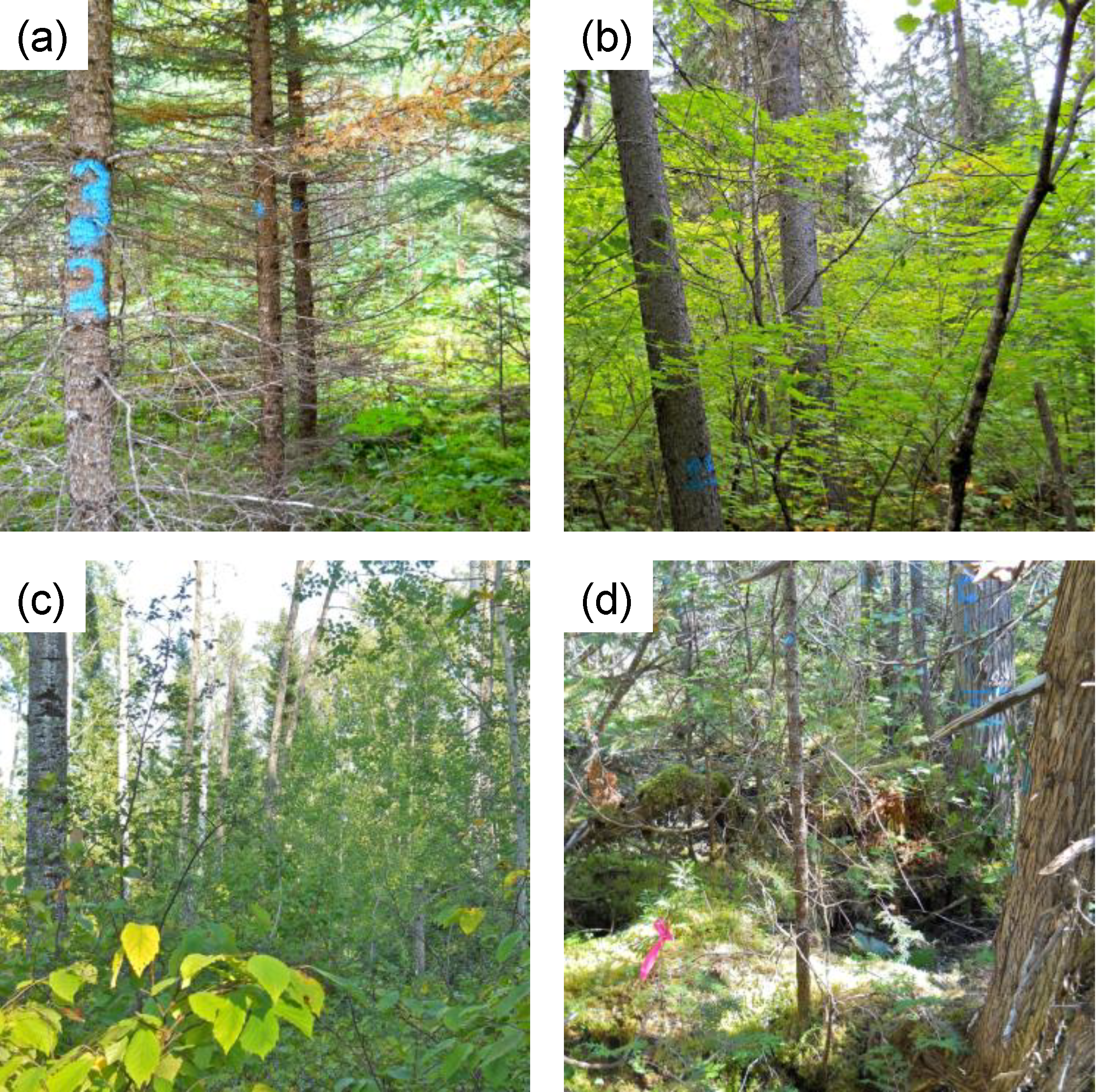 Forests 05 00325 g003