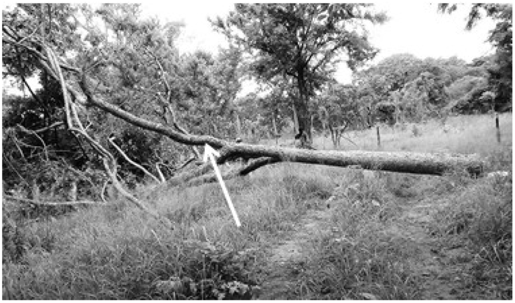 Forests 05 00535 g001 1024