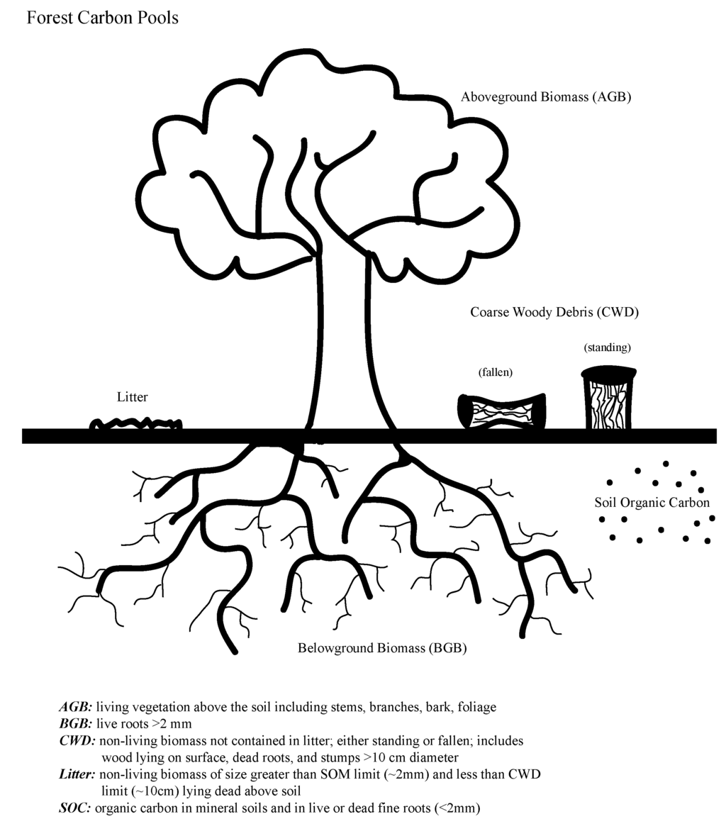 Forests 05 00847 g001 1024