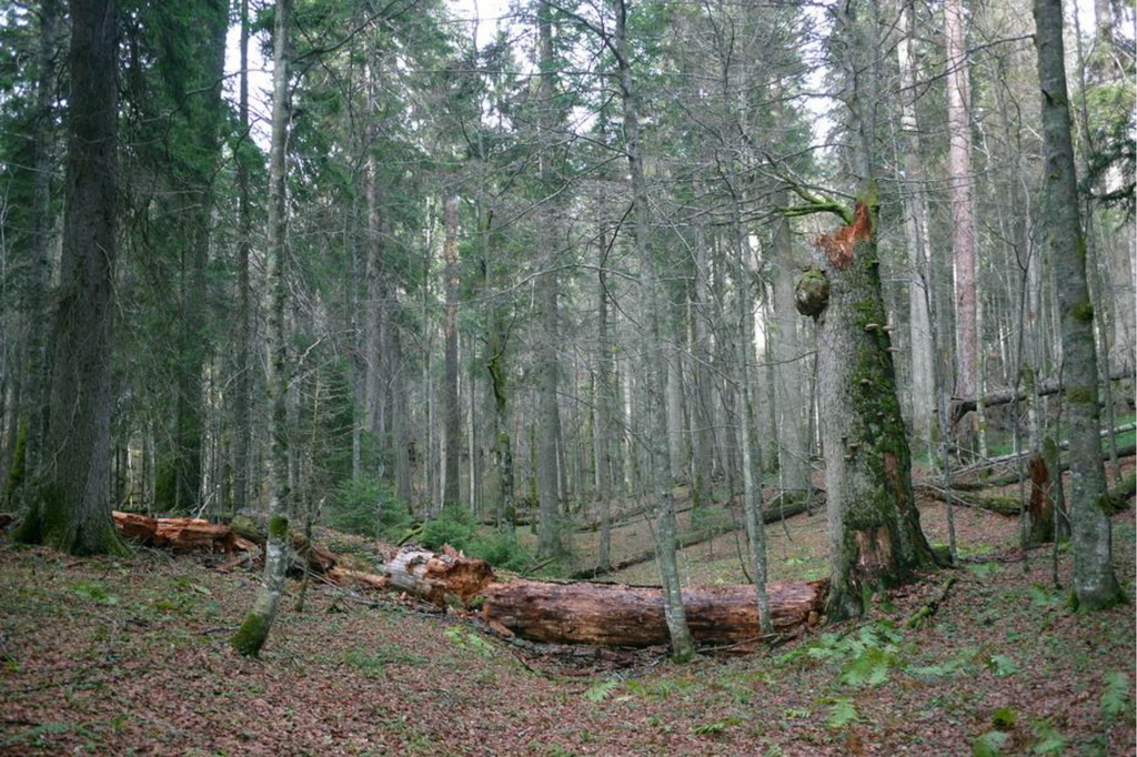 Forests 05 01243 g006 1024