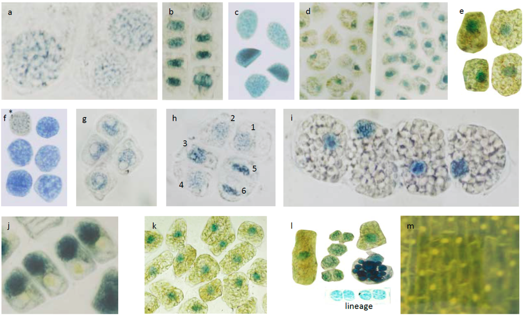 Forests 05 02122 g004 1024