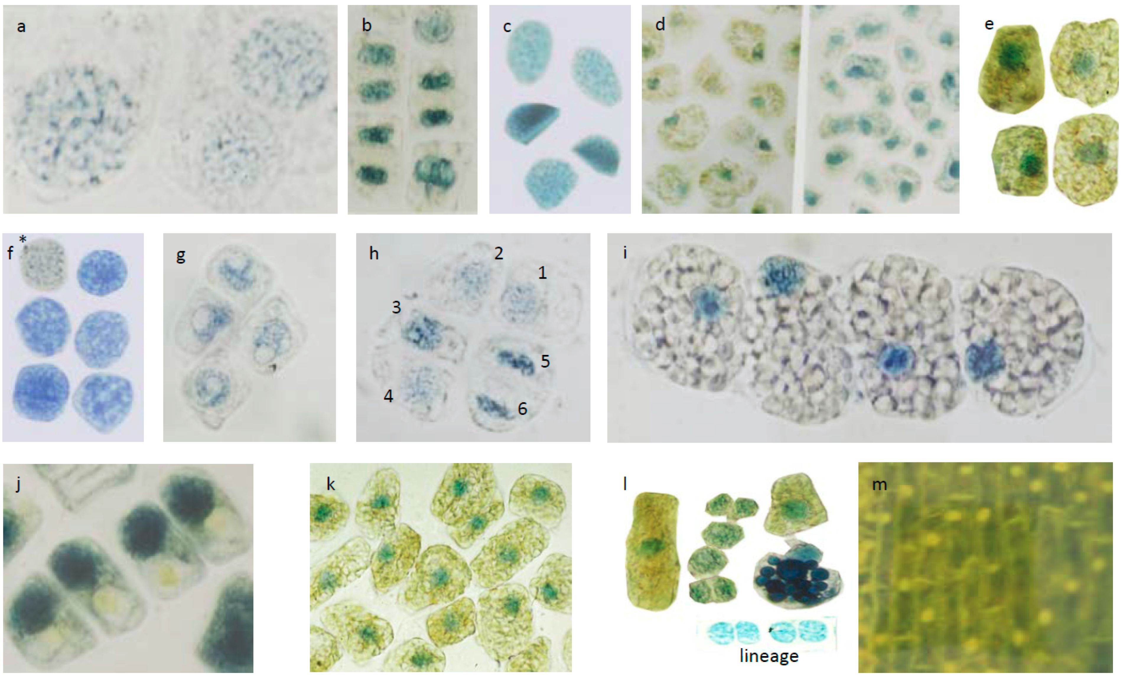 Forests 05 02122 g004