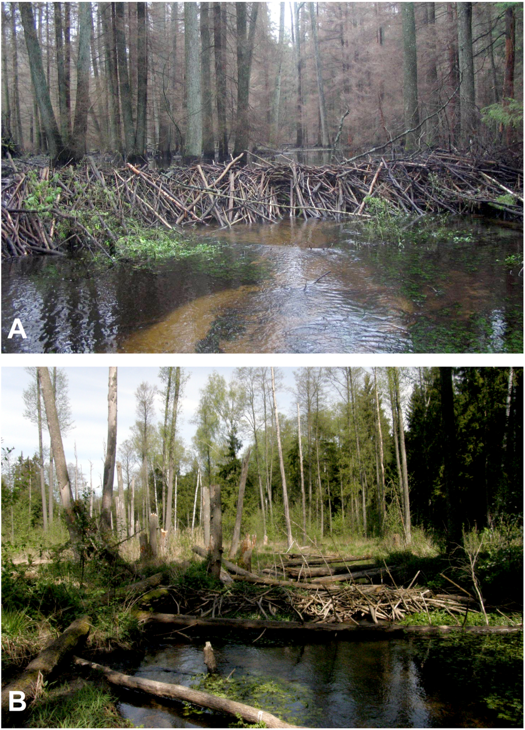 Forests 05 02276 g004 1024