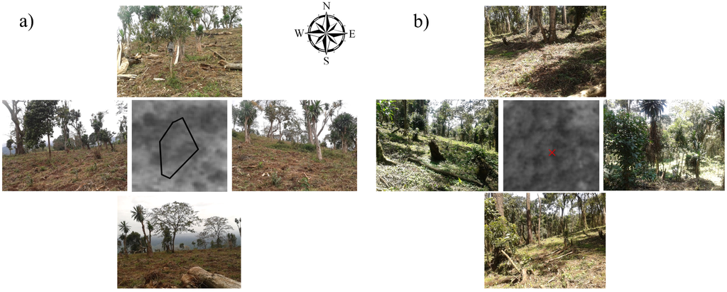 Forests 05 02464 g003 1024