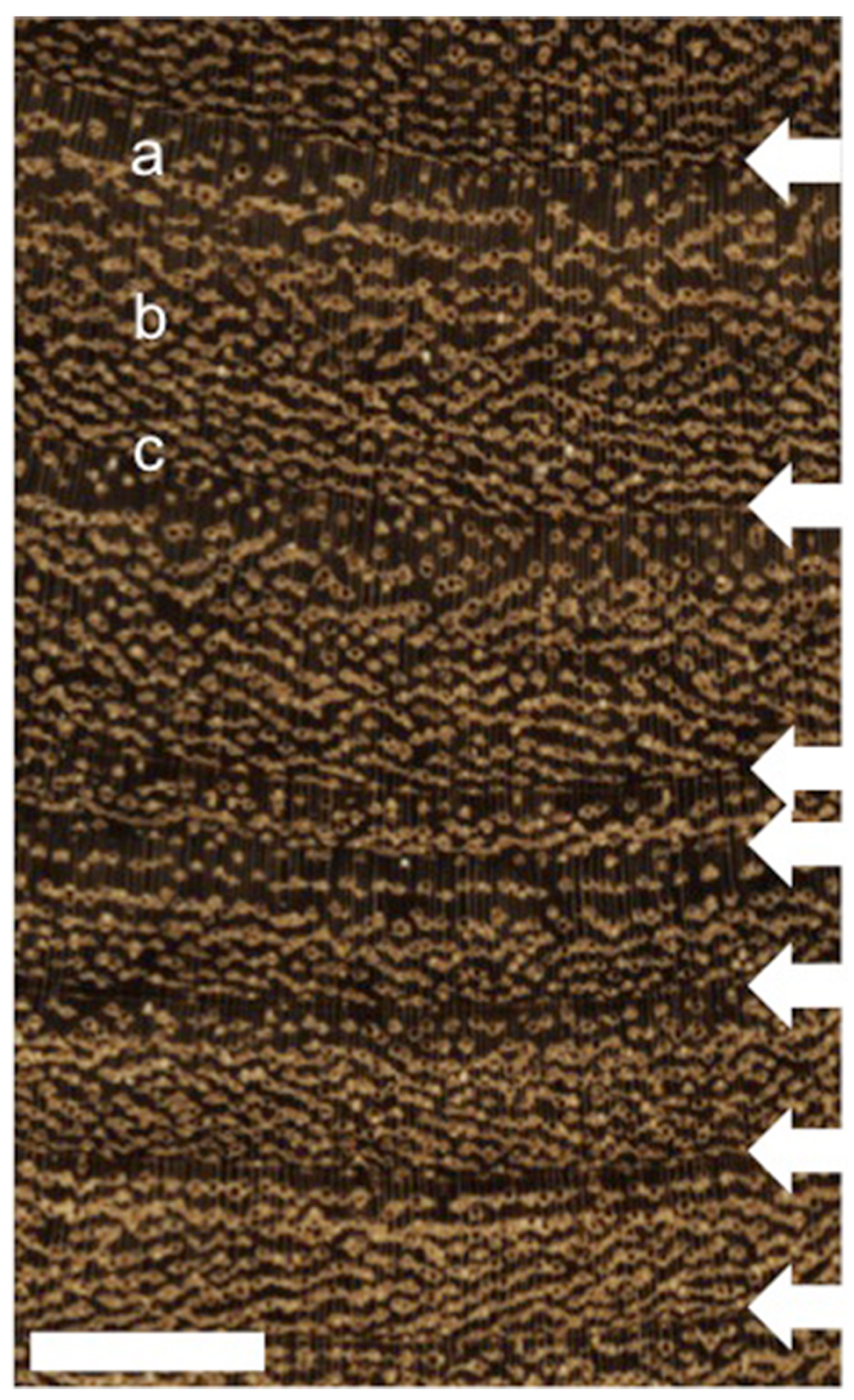 Forests 05 03087 g002 1024