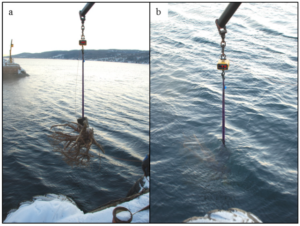 Forests 05 03274 g001 1024