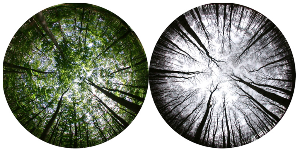 Forests 06 00581 g002 1024