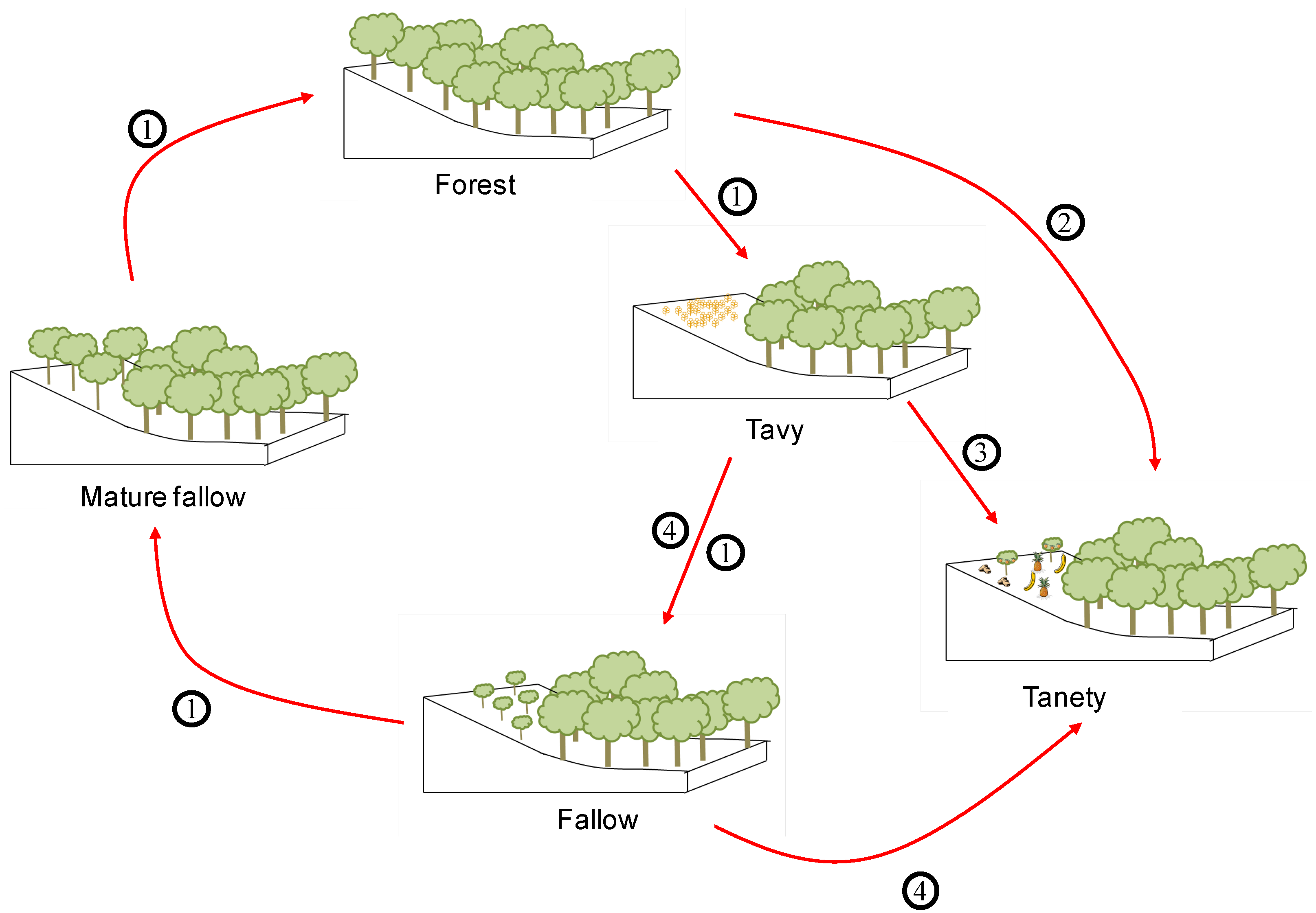 Forests 06 00748 g004