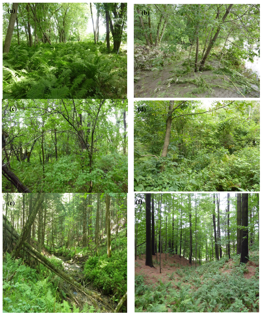 Forests 06 00929 g004 1024