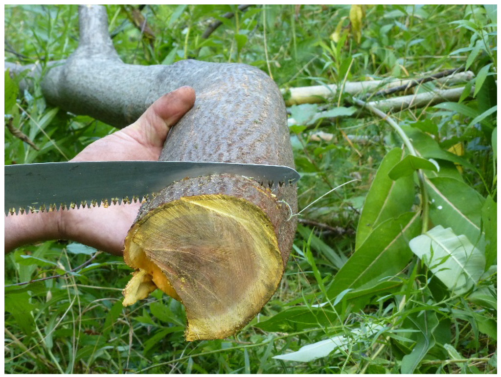 Forests 06 01083 g002 1024