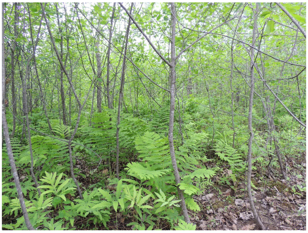 Forests 06 01083 g006 1024