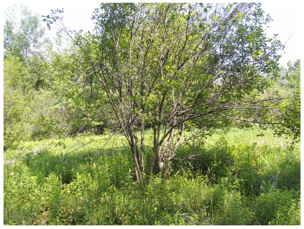 Forests 06 01083 g007 1024