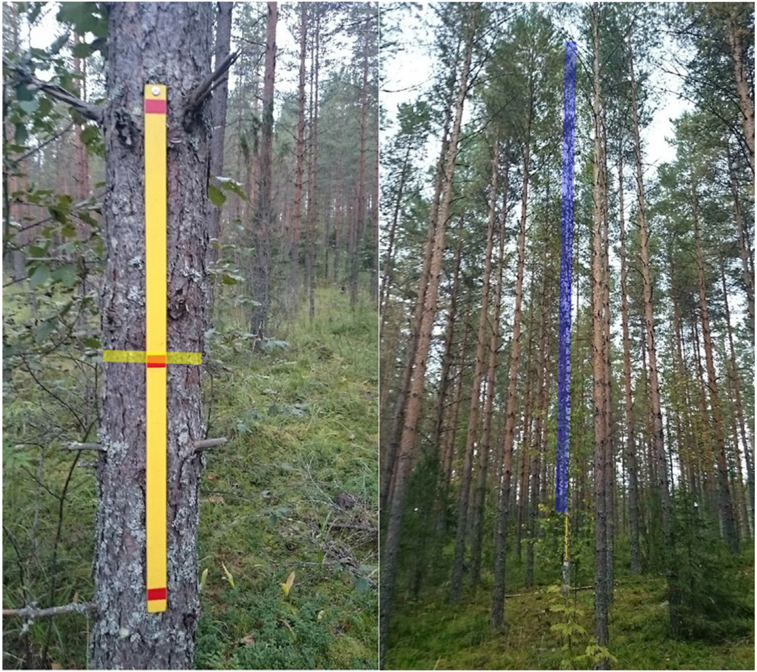 Forests 06 01179 g003