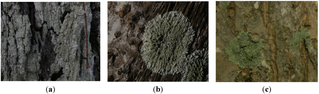 Forests 06 01557 g003 1024