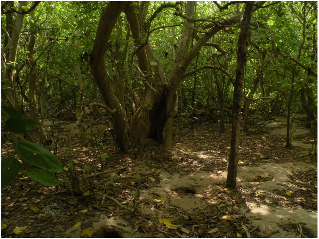 Forests 06 01557 g004 1024