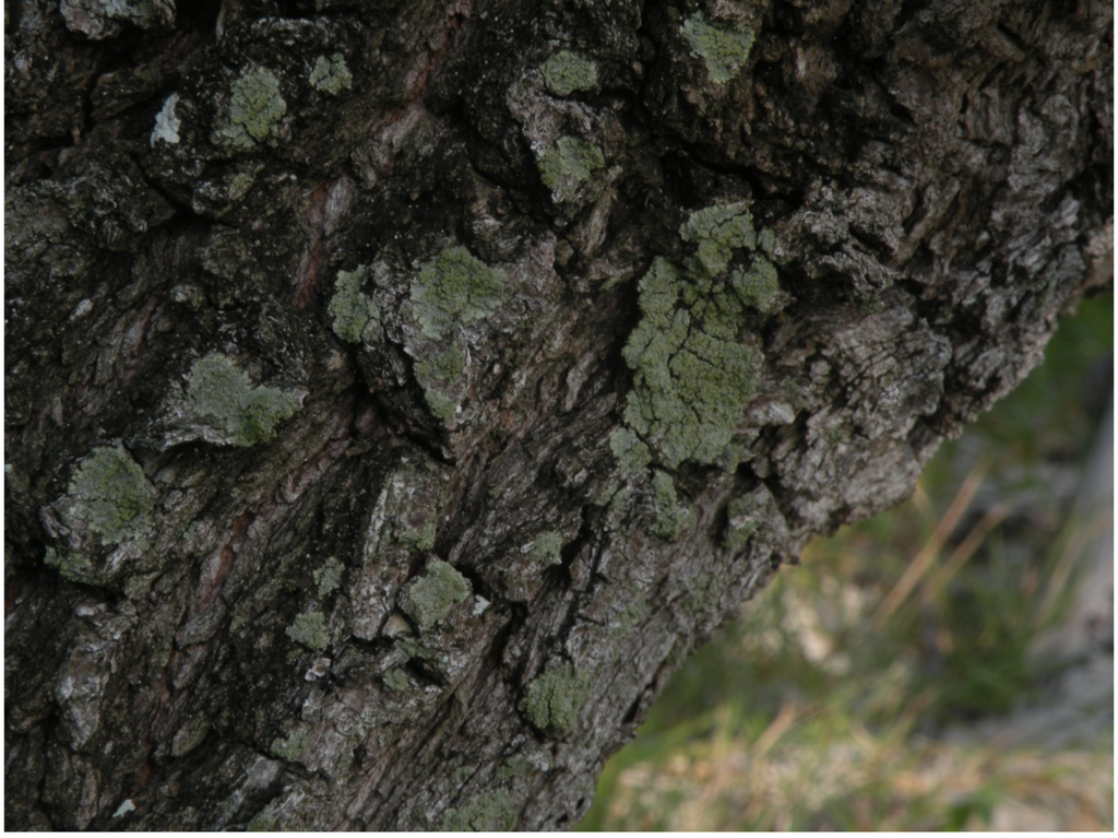 Forests 06 01557 g005 1024