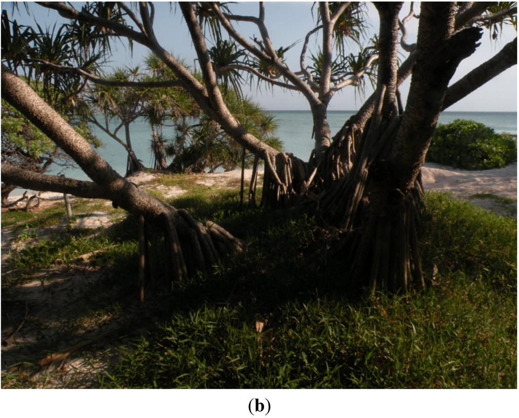 Forests 06 01557 g007b 1024