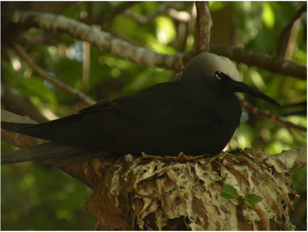 Forests 06 01557 g008 1024