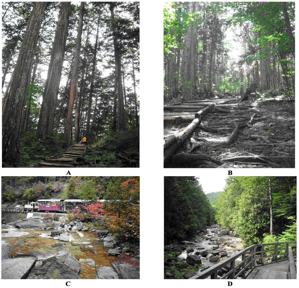 Forests 06 02853 g002 1024