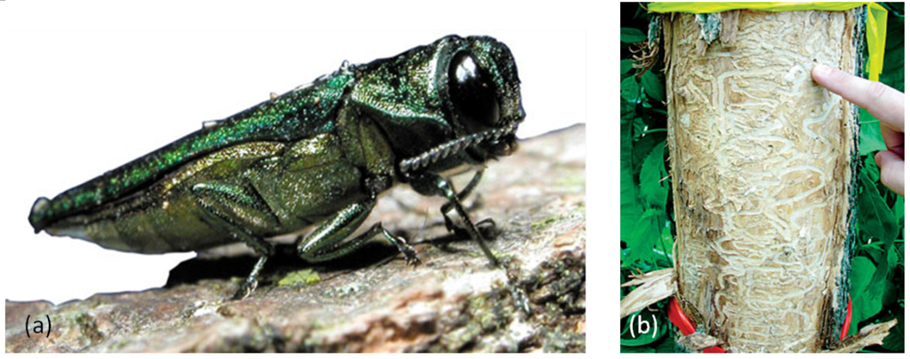 Forests 06 03075 g001 1024