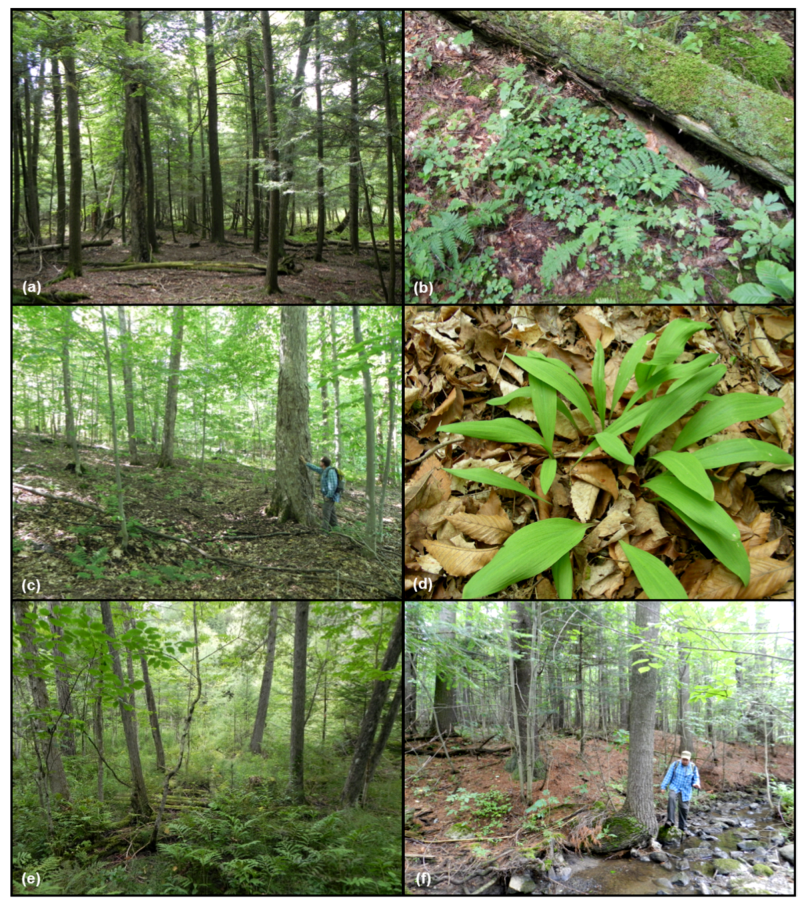 Forests 06 03614 g005